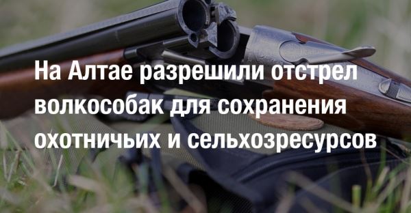 На Алтае разрешили отстрел волкособак для сохранения охотничьих и сельхозресурсов 