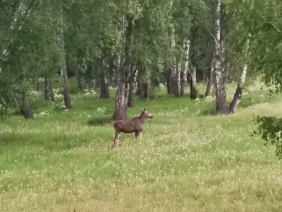 "В берегах июня юного..."