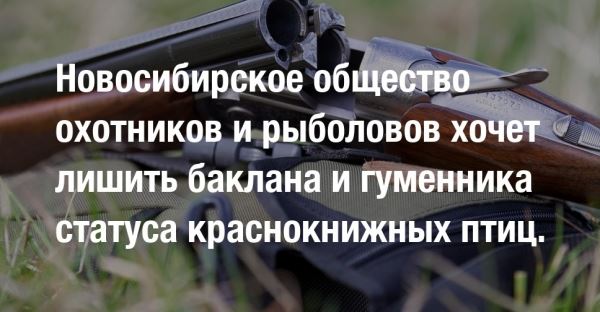 Новосибирское общество охотников и рыболовов хочет лишить баклана и гуменника статуса краснокнижных птиц. 