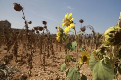 Цель Парижского климатического соглашения поставили под сомнение - новости экологии на ECOportal