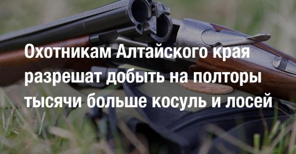 Охотникам Алтайского края разрешат добыть на полторы тысячи больше косуль и лосей 