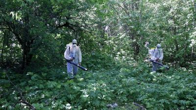 Эколог поддержал идею о введении требований по уничтожению борщевика - новости экологии на ECOportal