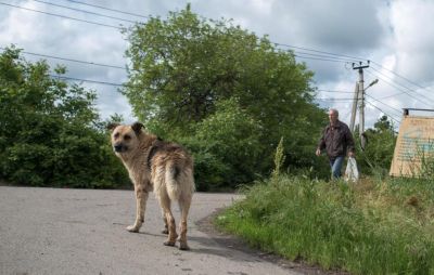 Как в России менялась ответственность за жестокое обращение с животными - новости экологии на ECOportal